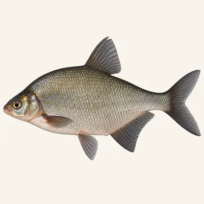 Freshwater bream