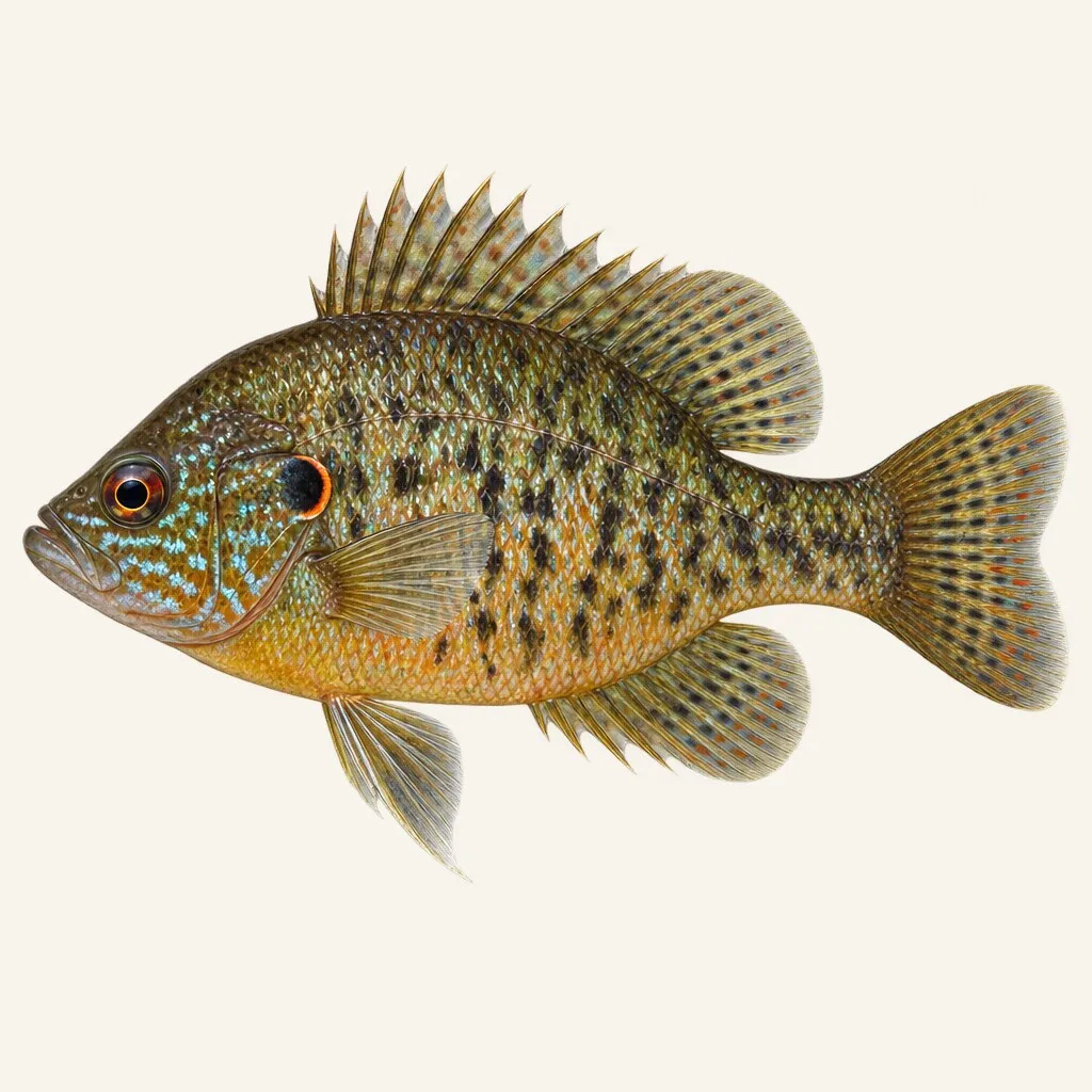 Mud sunfish