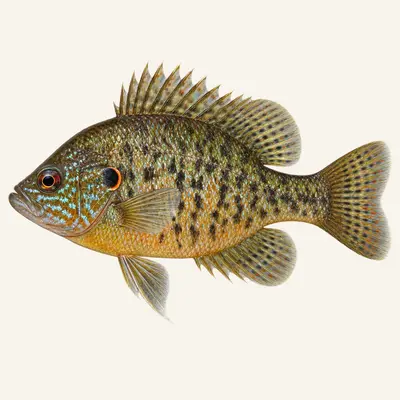 Mud sunfish