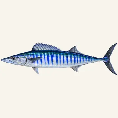 Wahoo
