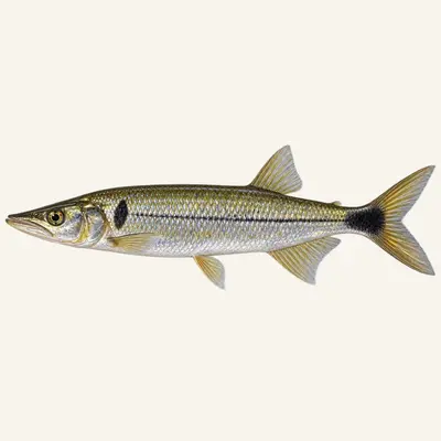 Pike characin