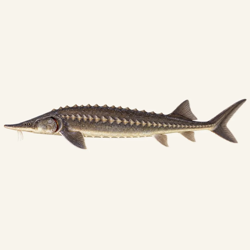 Siberian sturgeon