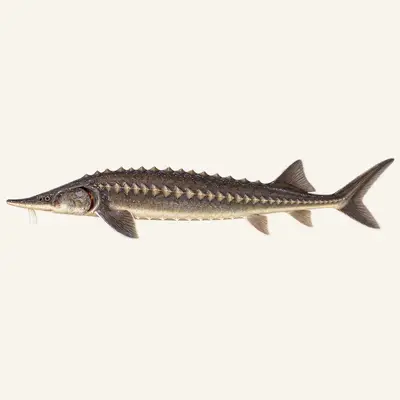 Siberian sturgeon