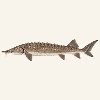Lake sturgeon