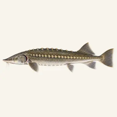 Russian sturgeon