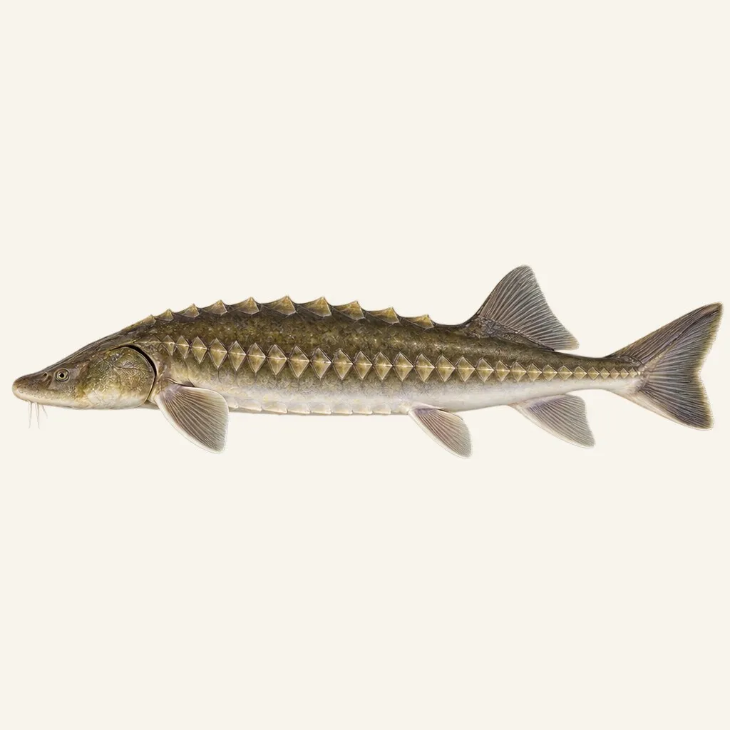 Adriatic sturgeon