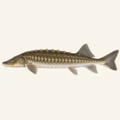 Adriatic sturgeon