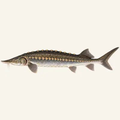 European sturgeon