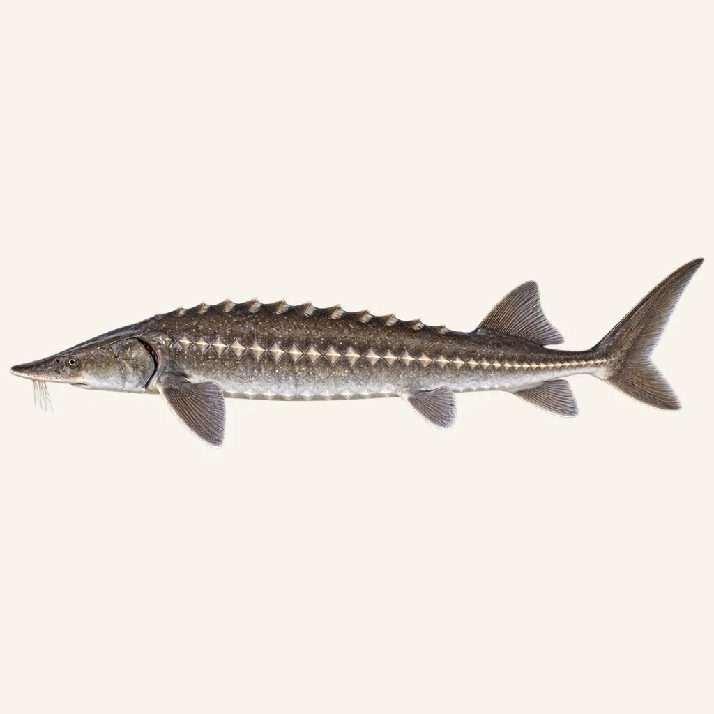 White Sturgeon