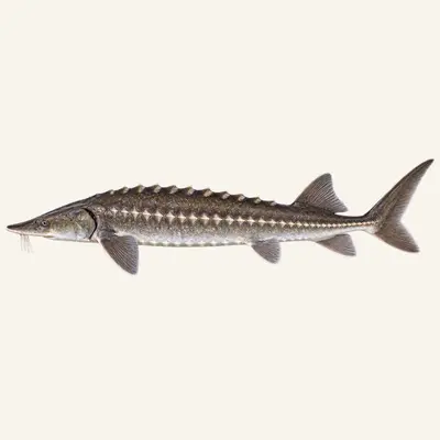White Sturgeon