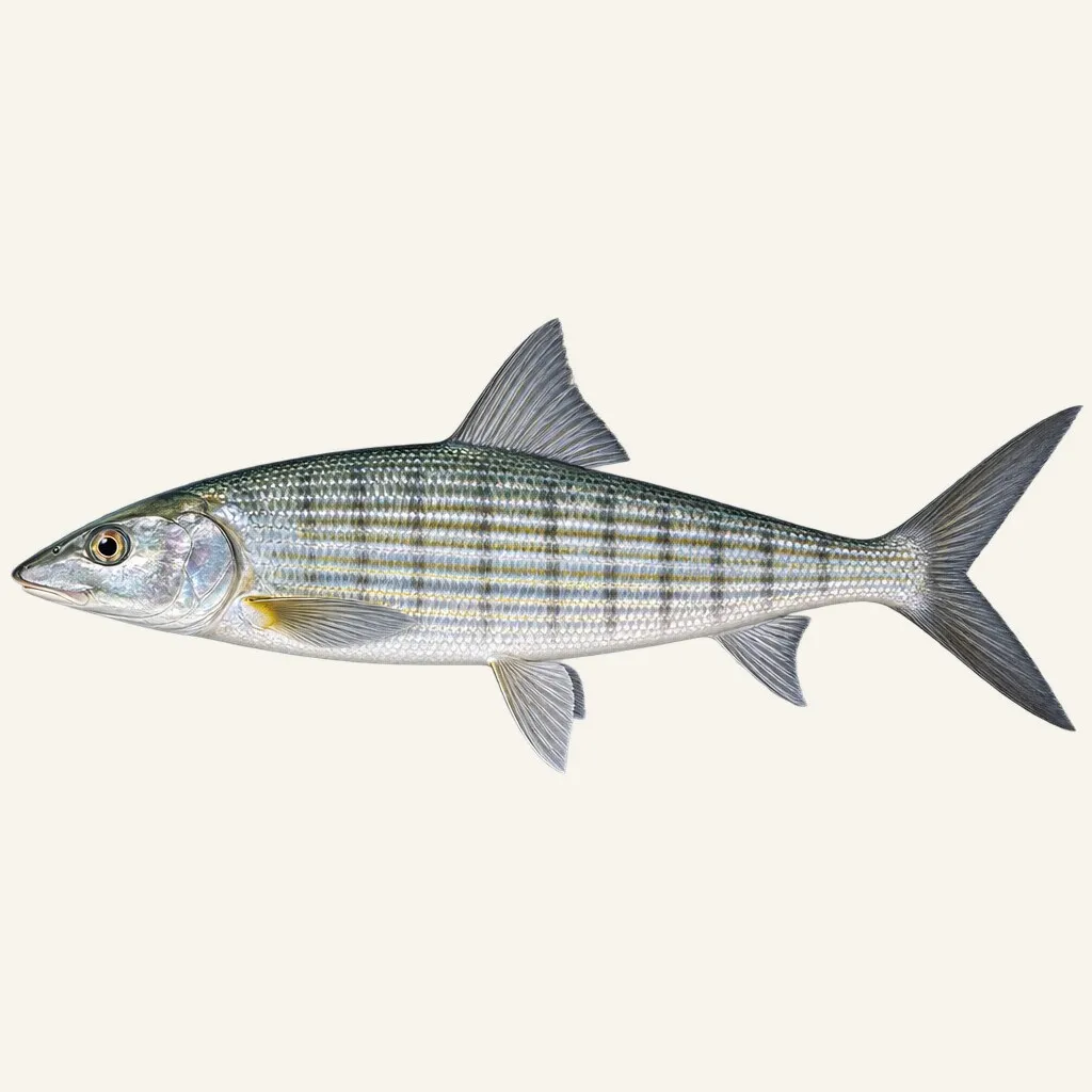 Bonefish