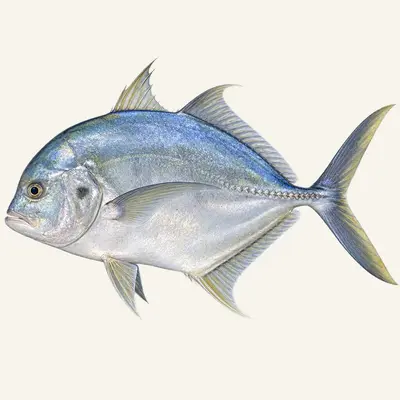 African pompano