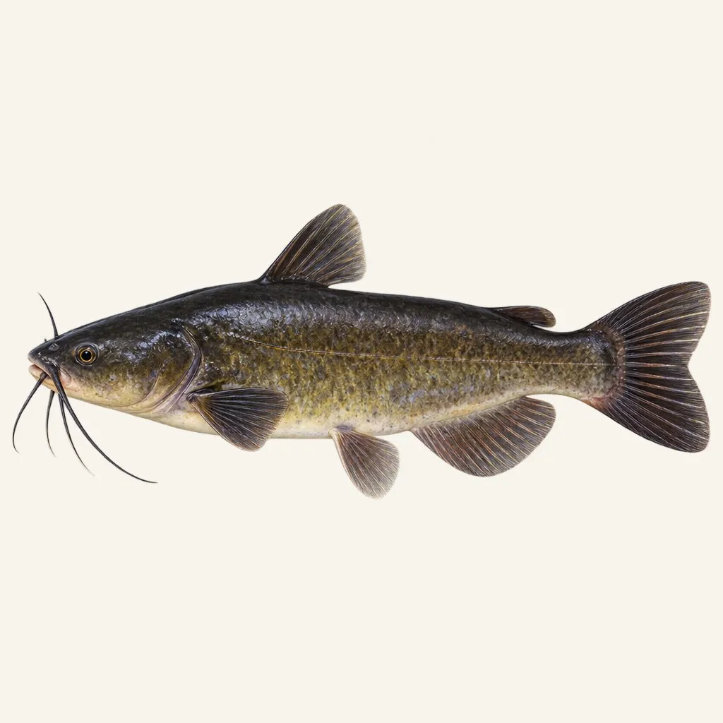 Black bullhead
