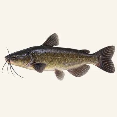 Black bullhead