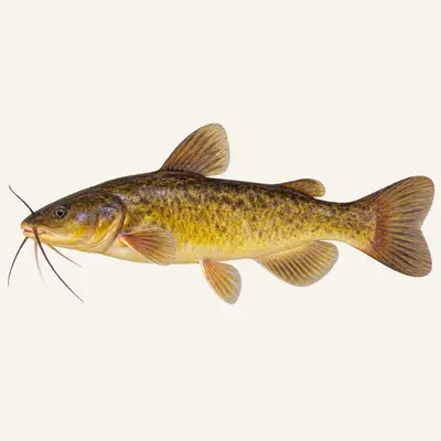 Yellow bullhead