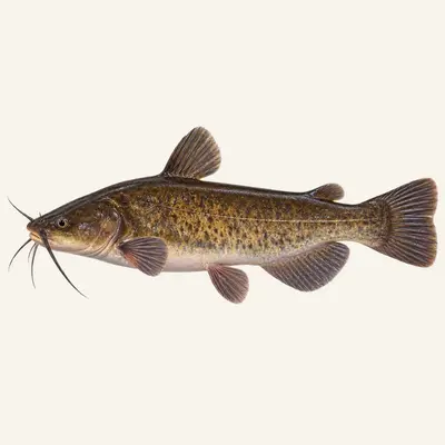 Brown bullhead