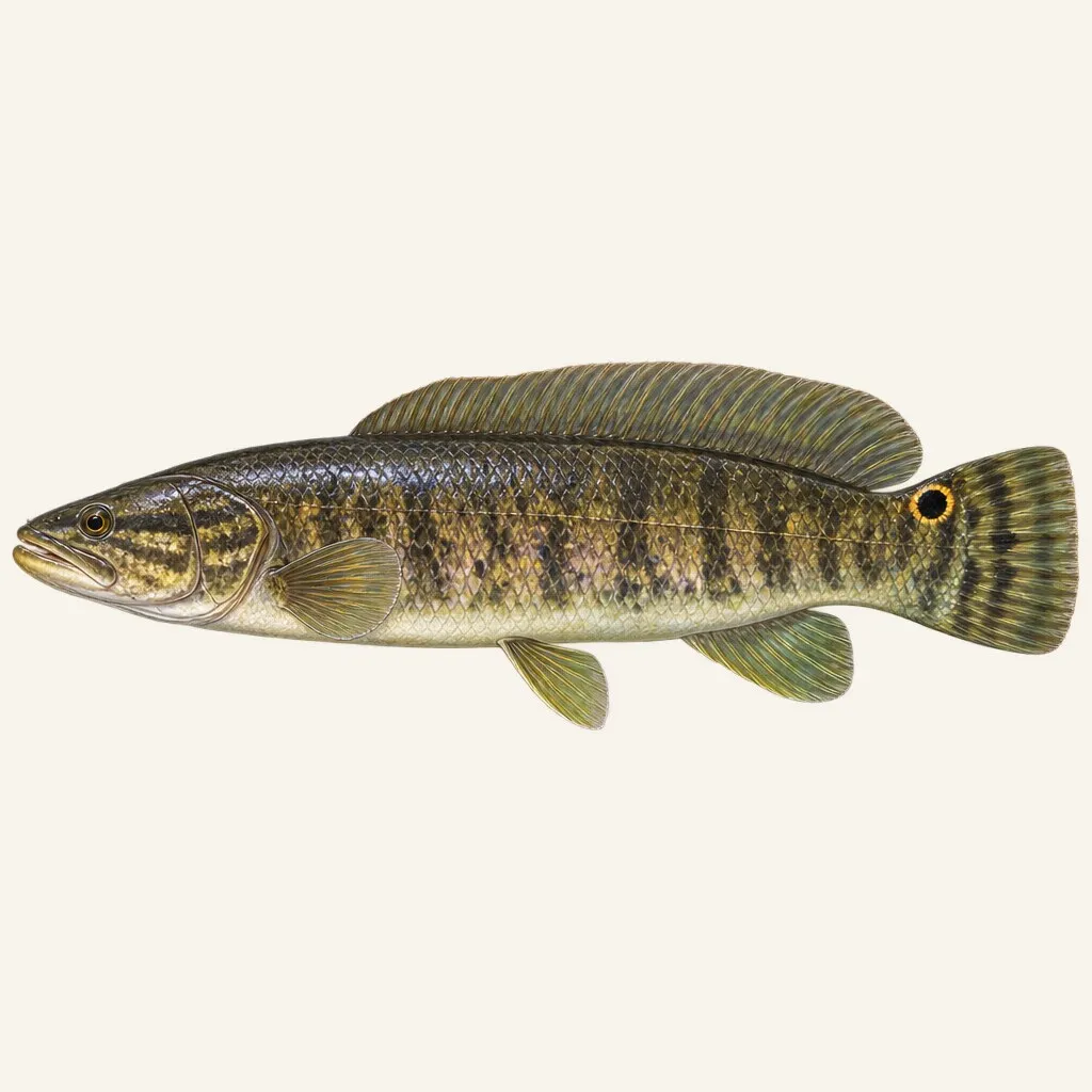 Bowfin