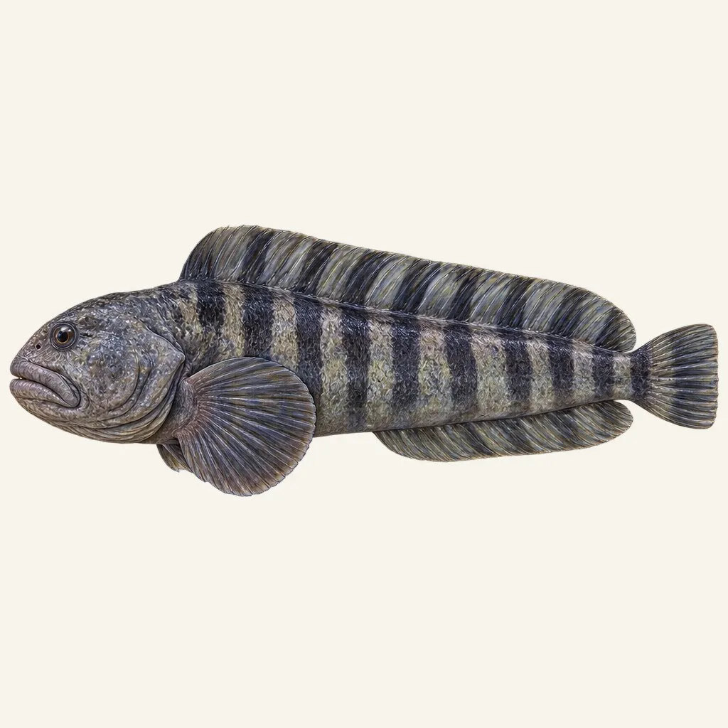 Atlantic wolffish