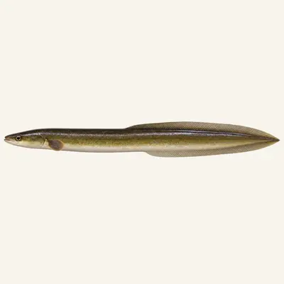 European eel