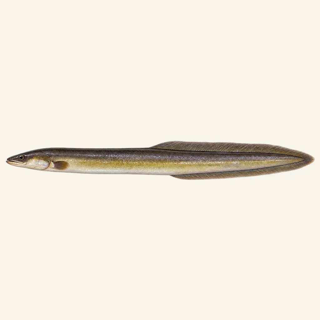 Short-finned eel