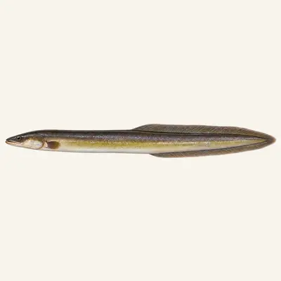 Short-finned eel