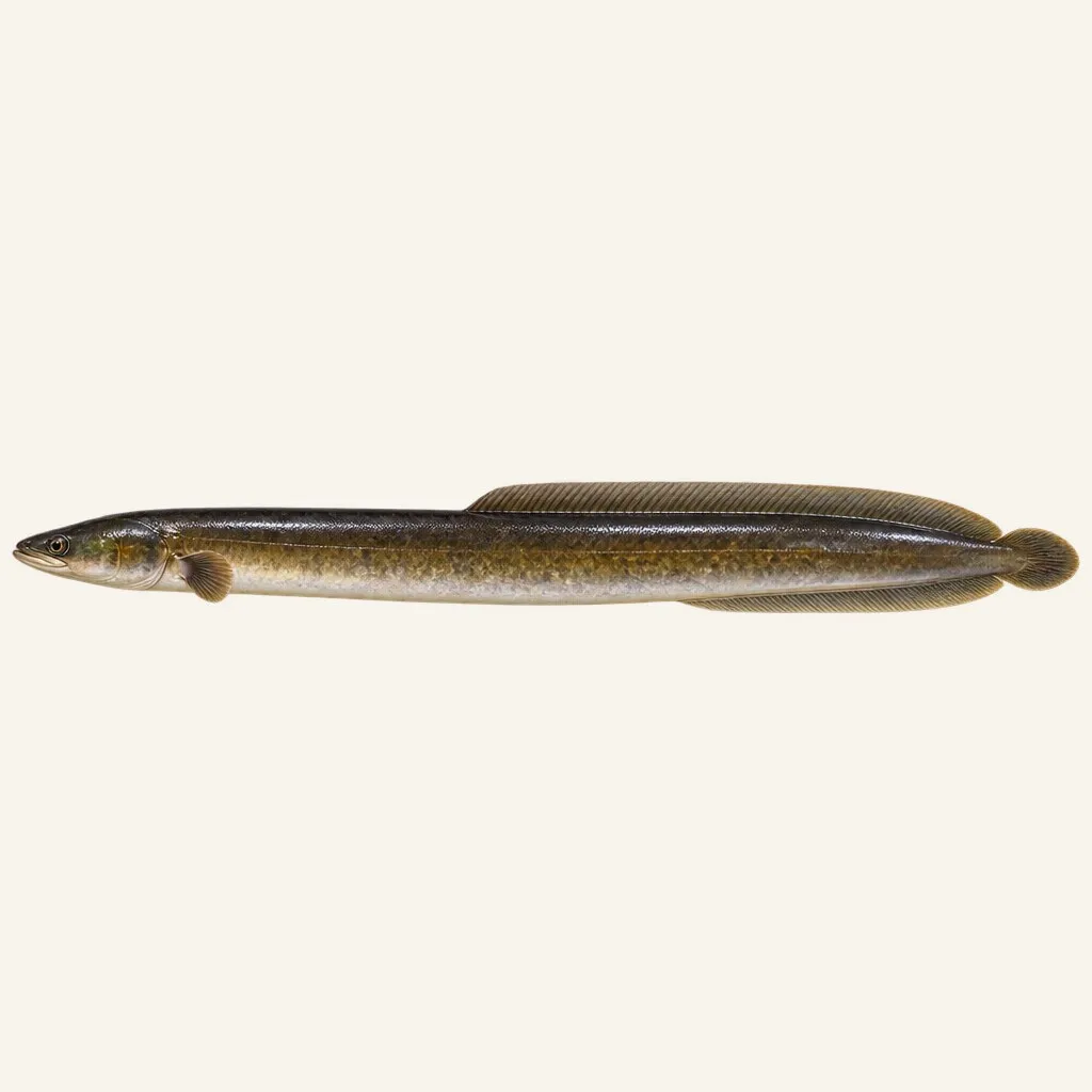 New Zealand longfin eel