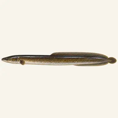New Zealand longfin eel