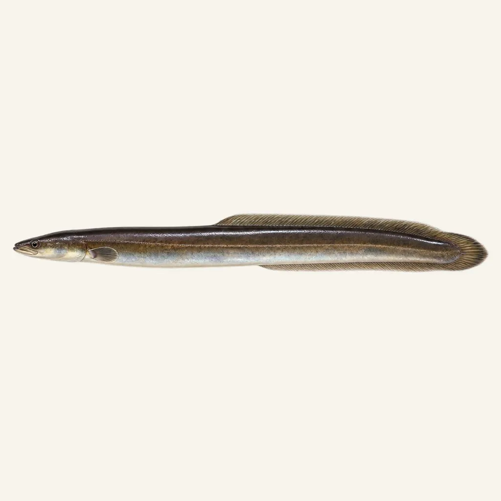 Japanese eel