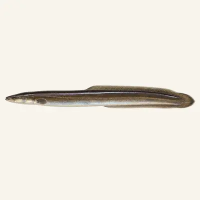 Japanese eel
