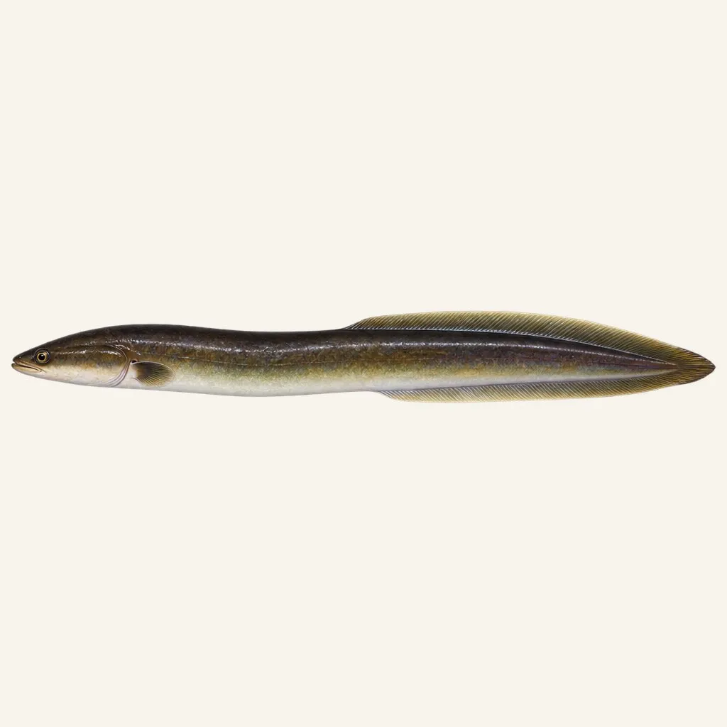 American eel