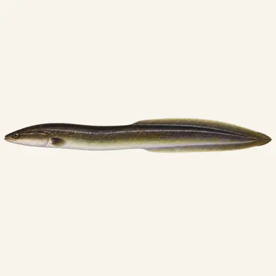 American eel