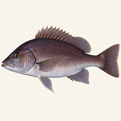 Black snapper