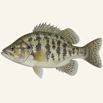 Sacramento perch