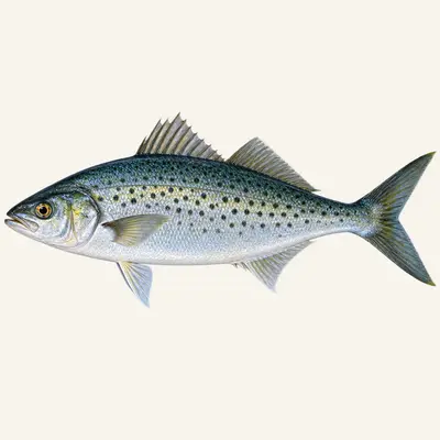 Australian salmon
