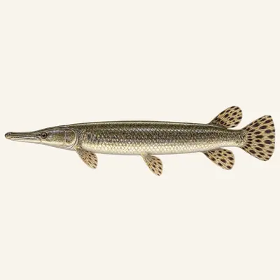 Alligator gar