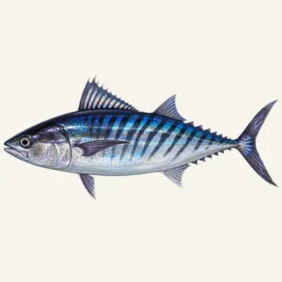 Bullet tuna