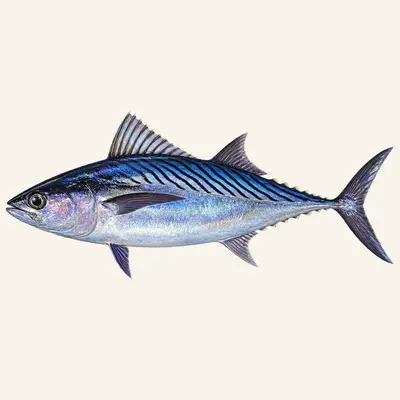 Frigate tuna