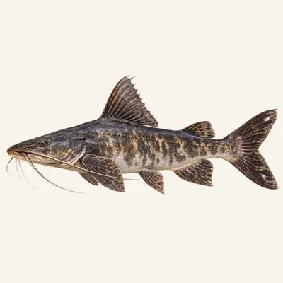 Goonch catfish