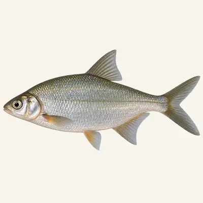 White-eye bream