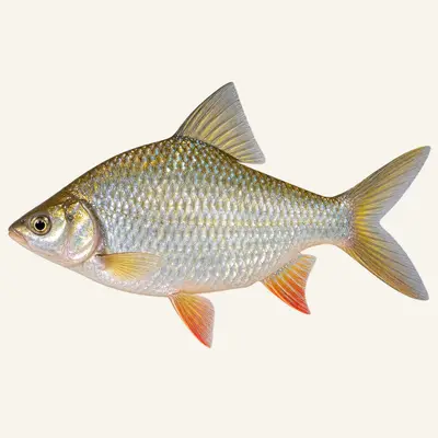 Silver barb