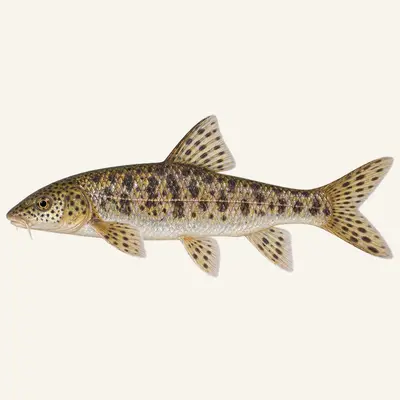 Danube barbel