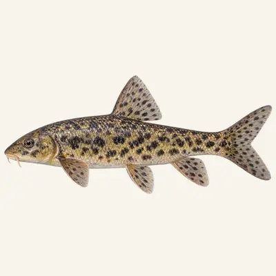 Brook barbel