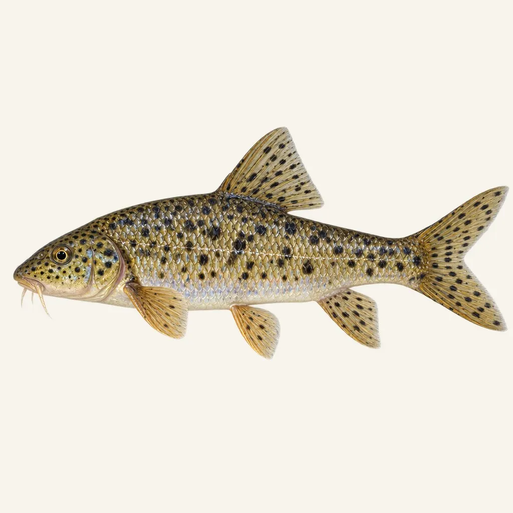 Mediterranean barbel