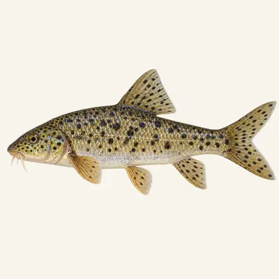 Mediterranean barbel