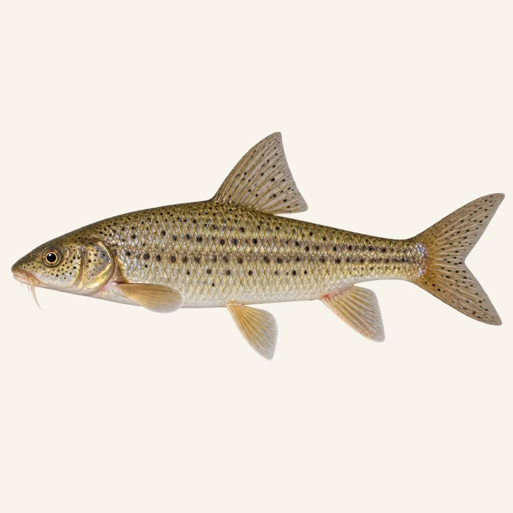 Peloponnese barbel