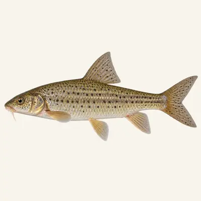 Peloponnese barbel