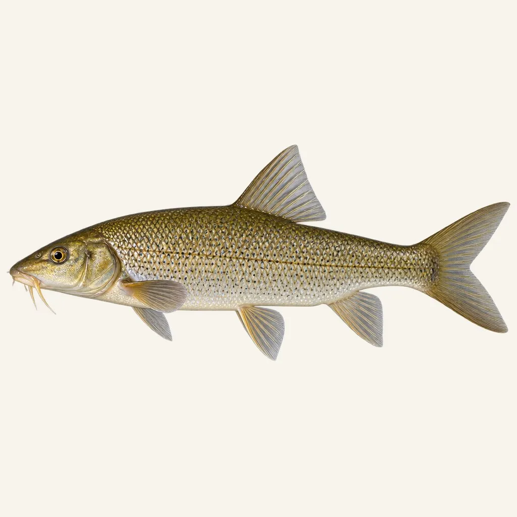Italian barbel