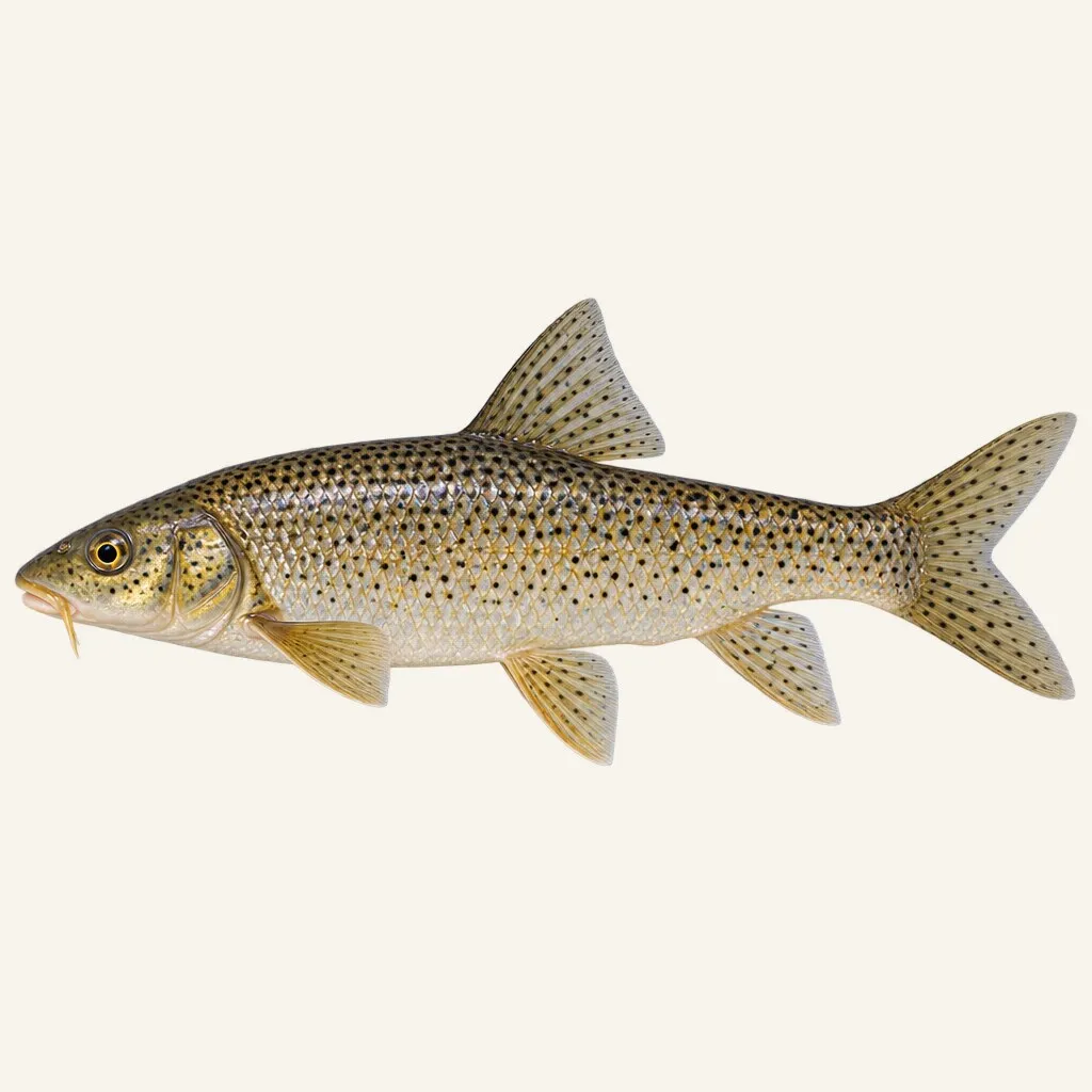 Rebel's barbel
