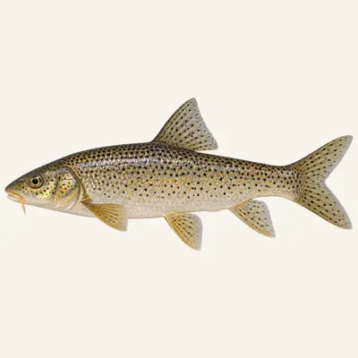 Rebel's barbel
