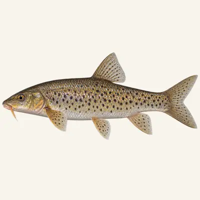 Tiber barbel